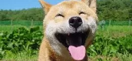 boldogság