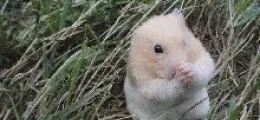 ima