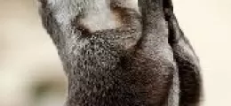 ima