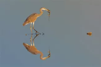 képmás